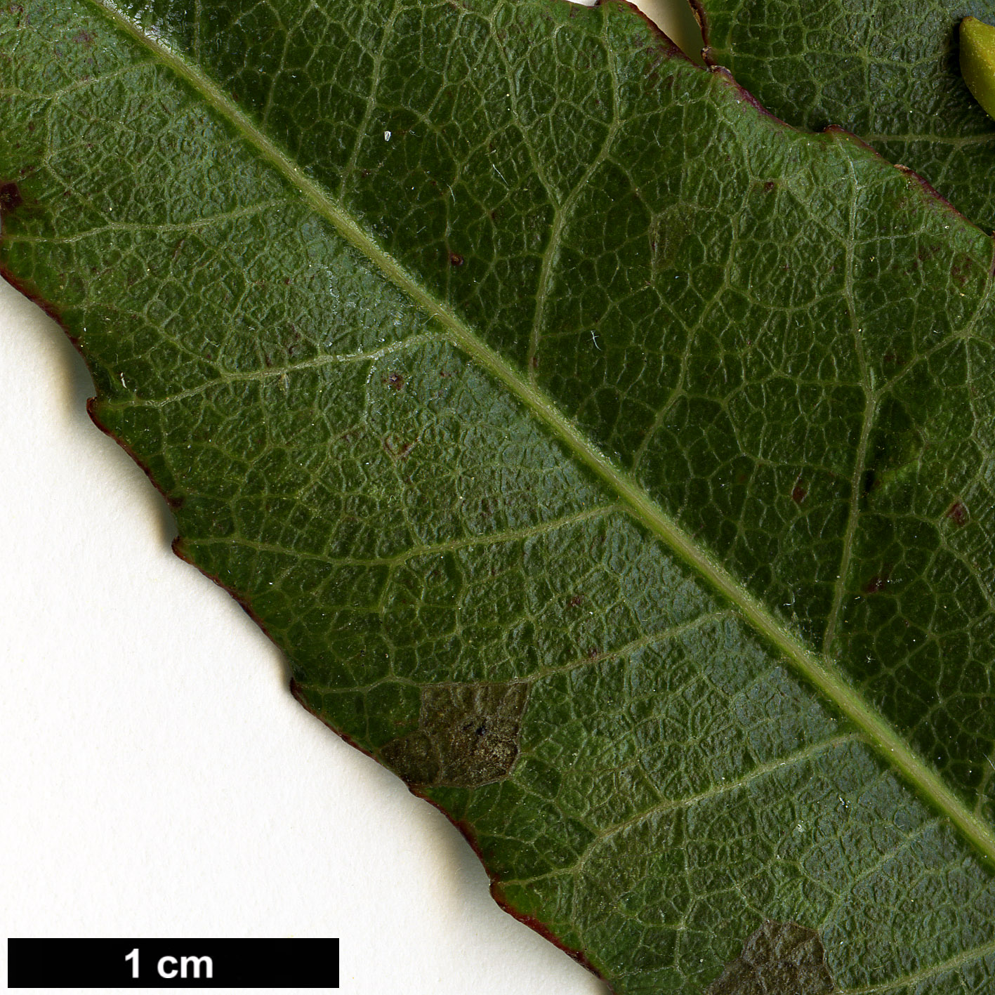 High resolution image: Family: Elaeocarpaceae - Genus: Elaeocarpus - Taxon: reticulatus